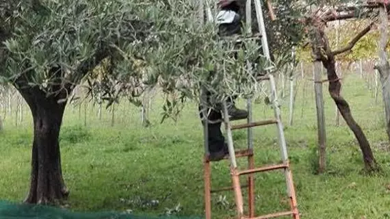 Agriturismo Mare e Monti | Campania - Salerno (il) - Tramonti