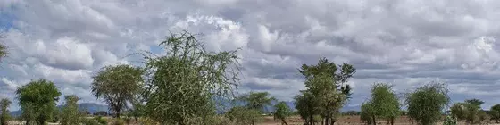 Whistling Thorn Camp | Manyara Bölgesi - Tarangire Ulusal Parkı