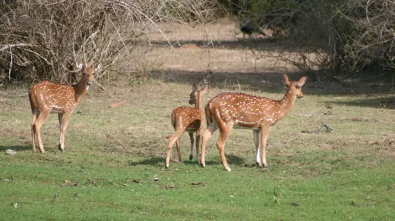 Mahoora Tented Safari Camp - Bundala | Southern Province - Hambantota Bölgesi - Hambantota