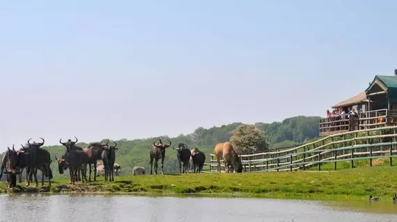 Port Lympne Reserve - Livingstone Lodge | Kent (kontluk) - Hythe