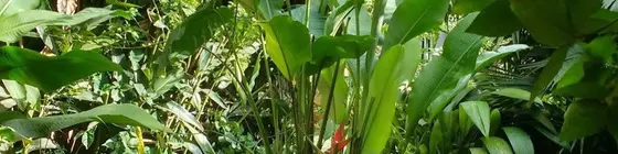 Pousada Magia Verde | Rio de Janeiro (eyaleti) - Paraty