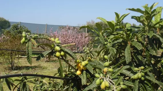 Stella Di Sicilia | Sicilya - Messina (vilayet) - Acquedolci