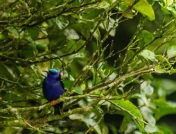 Hotel El Bosque | Puntarenas (ili) - Monteverde