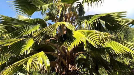 Cocotier du Rocher | Seyşeller - La Digue - La Passe