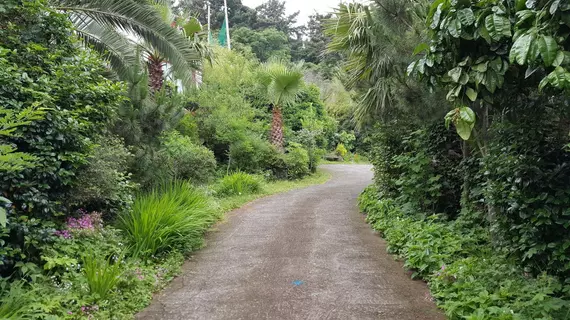 Dreaming Forest | Jeju Adası - Seogwipo - Seogwipo Şehri