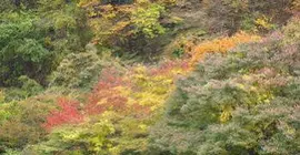 Koduchi no Yado Tsurukamedaikichi | Toçigi (idari bölge) - Nikko