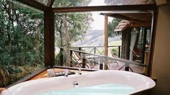 Phantom Forest Eco Reserve | Western Cape (il) - Knysna