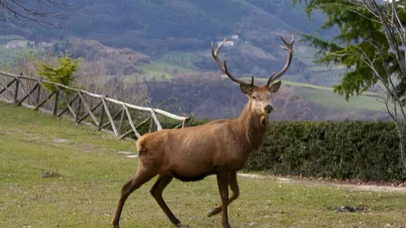 Agriturismo Basaletto | Umbria - Perugia (vilayet) - Assisi