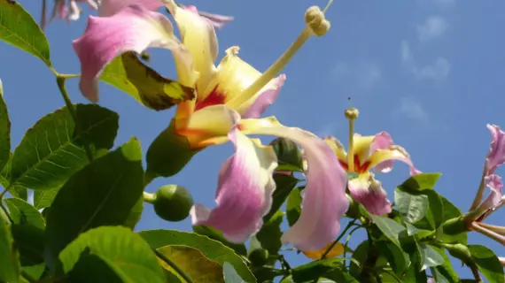 La Dolce Vita Residence | Campania - Salerno (il) - Positano