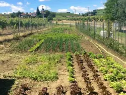 Agriturismo Le Due Cascine | Piedmont - Asti (il) - San Marzano Oliveto