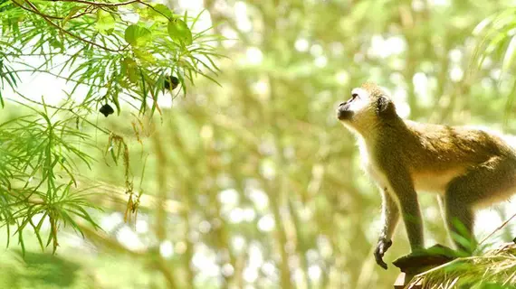 Migunga Tented Camp | Arusha Bölgesi - Manyara Gölü Ulusal Parkı