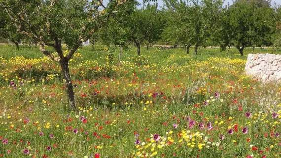 Villa Ses Mires | Balearic Adaları - Mayorka Adası - Campos - Migjorn