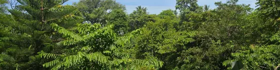 Lookout Inn Lodge | Puntarenas (ili) - Puerto Jimenez