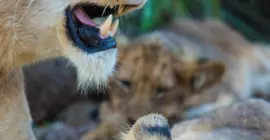 Lion Sands Kruger National Park | Mpumalanga - Mbombela - Kruger National Park