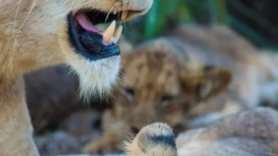 Lion Sands Kruger National Park | Mpumalanga - Mbombela - Kruger National Park