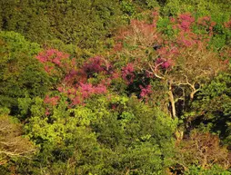 Cantos da Mata