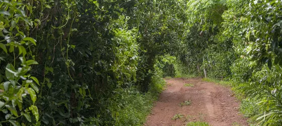 Garcinia Leaf | Southern Province - Galle Bölgesi - Hikkaduwa