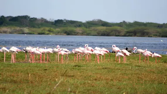 Mahoora Tented Safari Camp - Bundala | Southern Province - Hambantota Bölgesi - Hambantota