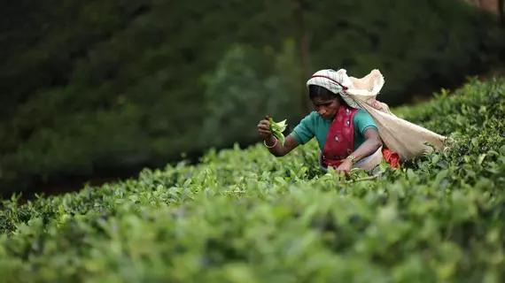 Ceylon Tea Trails | Merkez Vilayet - Nuwara Eliya Bölgesi - Hatton