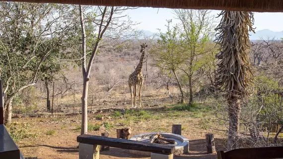 isiLimela Game Lodge | Limpopo - Maruleng - Hoedspruit