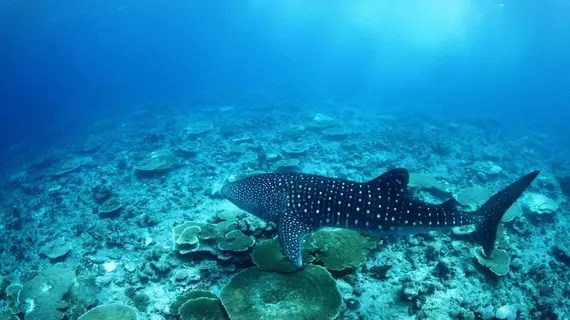 Whale Shark Inn Maldives | Maldivler - Güney Ari Mercan Adası - Maamigili