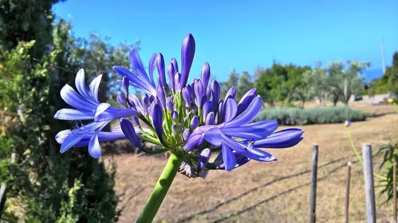 Arcamyrtus | Sardinya - Sassari - Algero