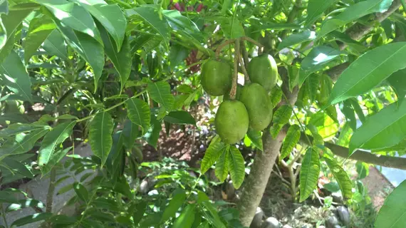 Cocotier du Rocher | Seyşeller - La Digue - La Passe