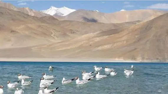 Royal Camp Pangong | Cammu ve Keşmir - Leh