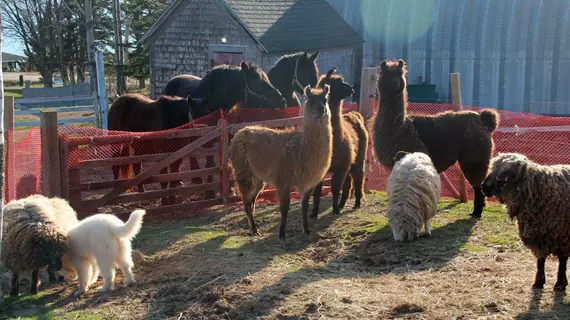 Seaweed and Sod Farm Bed and Breakfast | Nova Scotia - Kempt Head