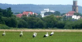 Gäste- und Boardinghaus Klara Birnbaum | Bavyera - Orta Franconia