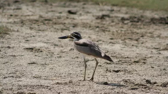 Mahoora Tented Safari Camp - Bundala | Southern Province - Hambantota Bölgesi - Hambantota