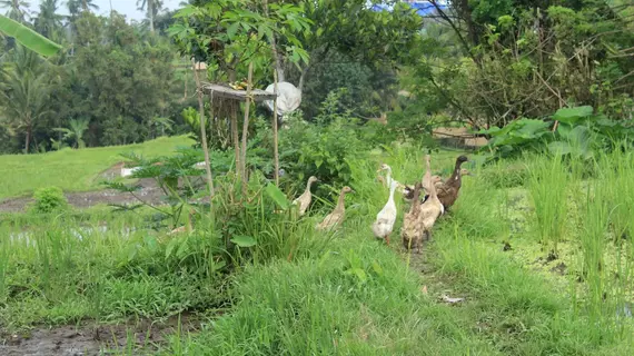 Pondok Permata Homestay | Bali - Ubud - Petulu