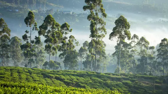 Ceylon Tea Trails | Merkez Vilayet - Nuwara Eliya Bölgesi - Hatton