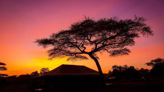 Kisura Serengeti Tented Camp | Serengeti Ulusal Parkı