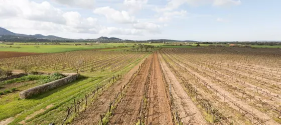 Son Cifre | Balearic Adaları - Mayorka Adası - Campos - Migjorn