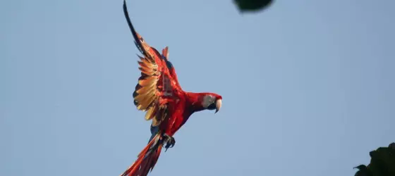 La Leona Eco Lodge | Puntarenas (ili) - Puerto Jimenez