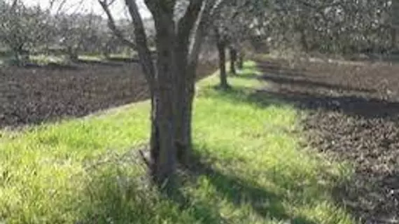 Azienda Agricola Barbi | Toskana - Siena (vilayet) - Pienza