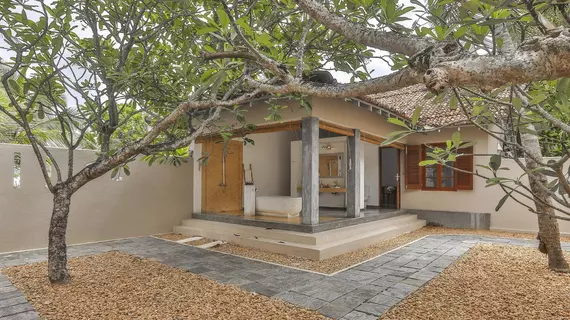 Frangipani Tree | Southern Province - Galle Bölgesi - Unawatuna