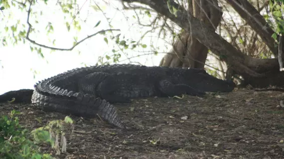 Mahoora Tented Safari Camp - Bundala | Southern Province - Hambantota Bölgesi - Hambantota