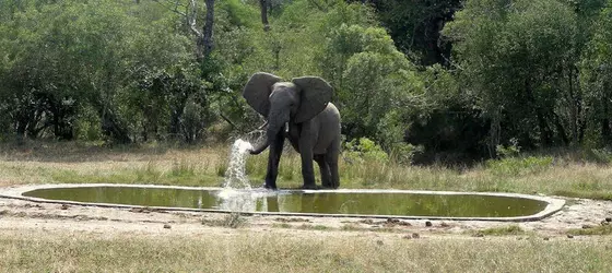 Sabie River Bush Lodge | Mpumalanga - Cork