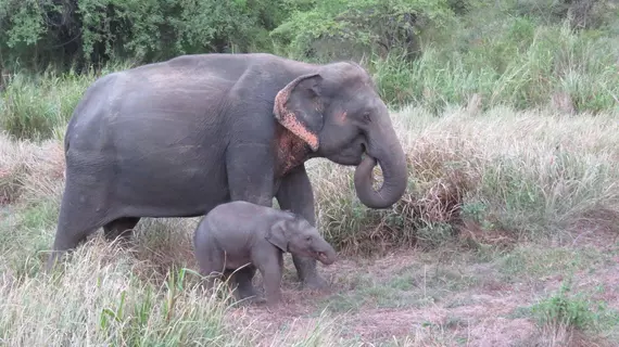 Mahoora Tented Safari Camp – Wasgamuwa | Merkez Vilayet - Matale Bölgesi - Hettipola