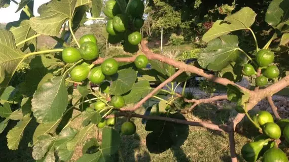 Quinta dos Castanheiros - Turismo Rural | Norte - Braganca Bölgesi - Vinhais - Negreda