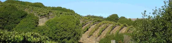 Point Reyes Vineyard Inn | Kaliforniya - Marin County - Point Reyes İstasyonu