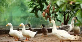 Harvest Fresh Farms | Kerala - Idukki Bölgesi - Thekkady