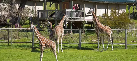 Safari West | Kaliforniya - Sonoma İlçesi - Santa Rosa