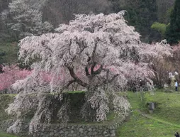 Chinjyusou | Nara (idari bölge) - Nara (ve civarı) - Uda