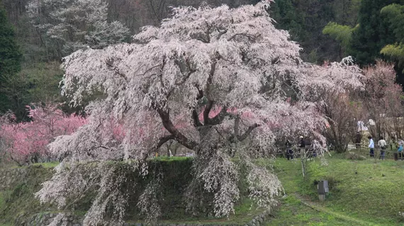 Chinjyusou | Nara (idari bölge) - Nara (ve civarı) - Uda