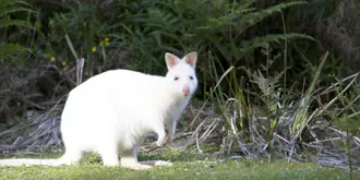 Bruny Island Lodge