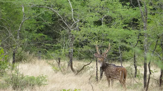 Mahoora Tented Safari Camp – Wasgamuwa | Merkez Vilayet - Matale Bölgesi - Hettipola