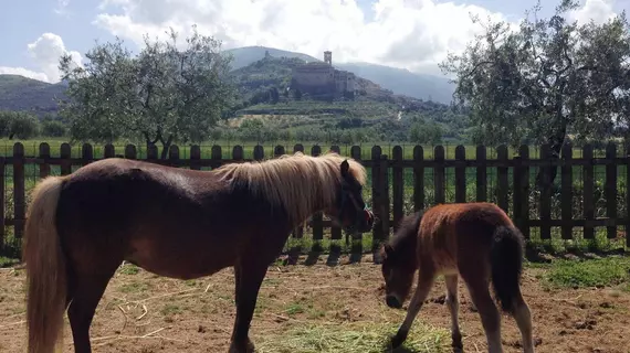 Agriturismo Il Girasole Assisi | Umbria - Perugia (vilayet) - Assisi